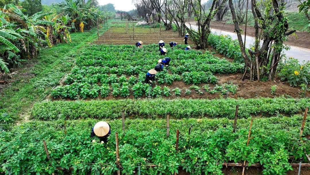 Ẩm thực chay tại Bái Đính – Hương vị thanh tịnh giữa lòng di sản